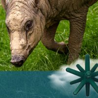 Étoile pour porcins