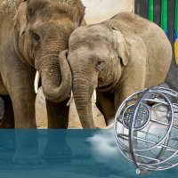 Balle de nourrissage en acier 